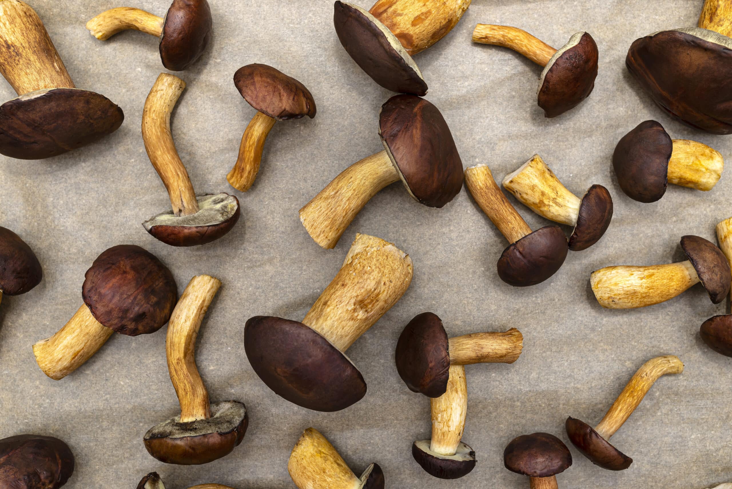 IA envahit Amazon avec des livres de cueillette de champignons : vie ou mort ?
